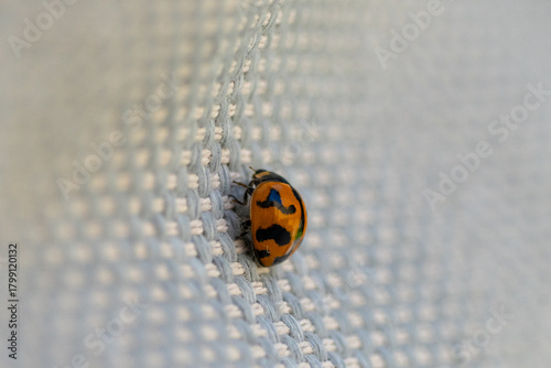Lady bug crawling across knitted blanket