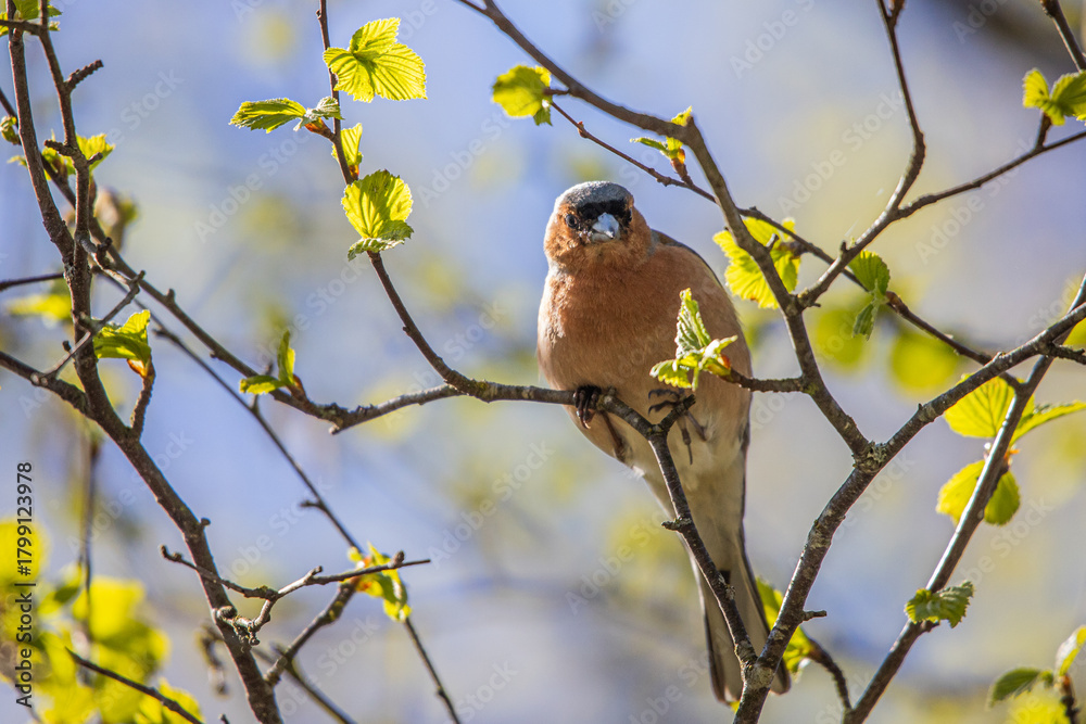 Fototapeta premium An Eurasian chaffinch perched among fresh spring leaves in bright sunlight