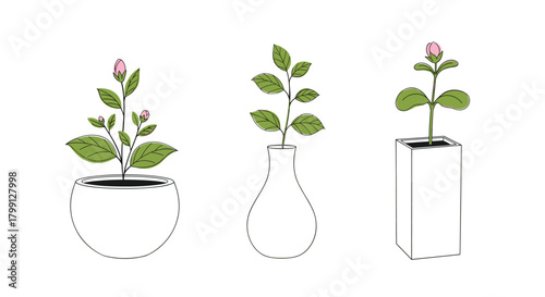 Three simple illustrations of plants growing in pots and vases against a white background.