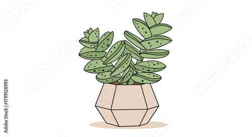 Illustration of a succulent plant in a geometric pot with green leaves.
