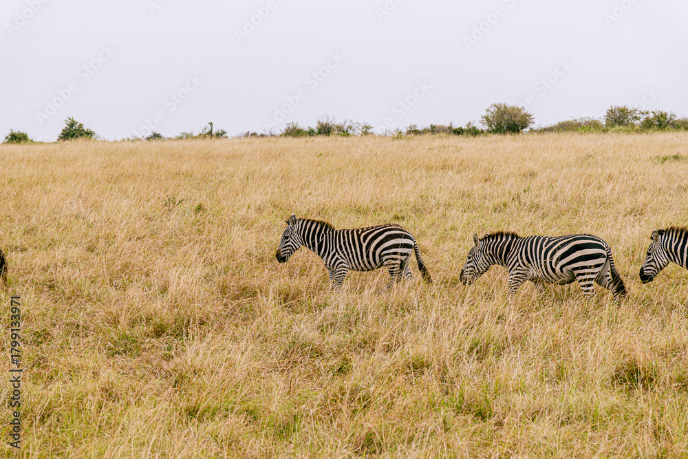 Obraz premium A line of zebras.