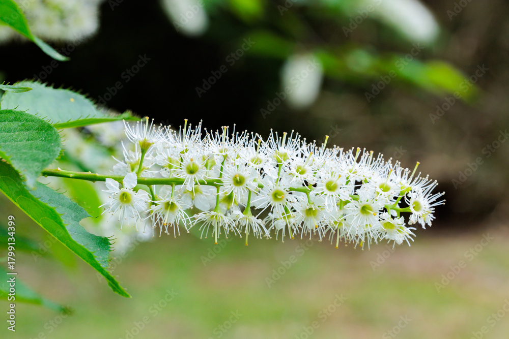 Fototapeta premium Close-up of beautiful blooming prunus grayana in spring forest park.