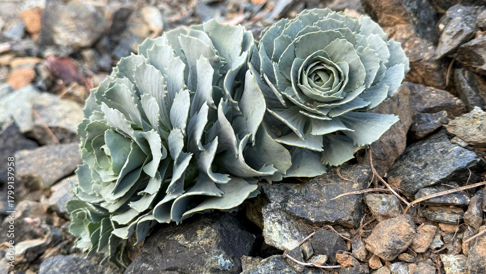 Fototapeta premium Succulent type flower growing on rocky ground and its wonderful texture