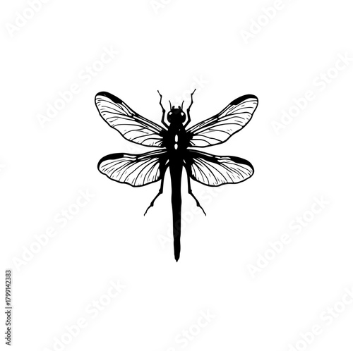 dragonfly isolated on white