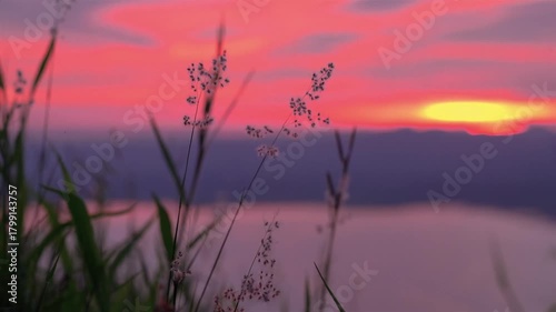 Close up beautiful meadow flower over the sunset sky background. spring and summer natural concept pro video