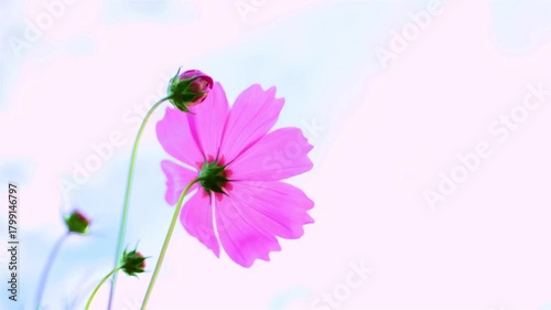 The cosmos field is blooming pink in winter. 