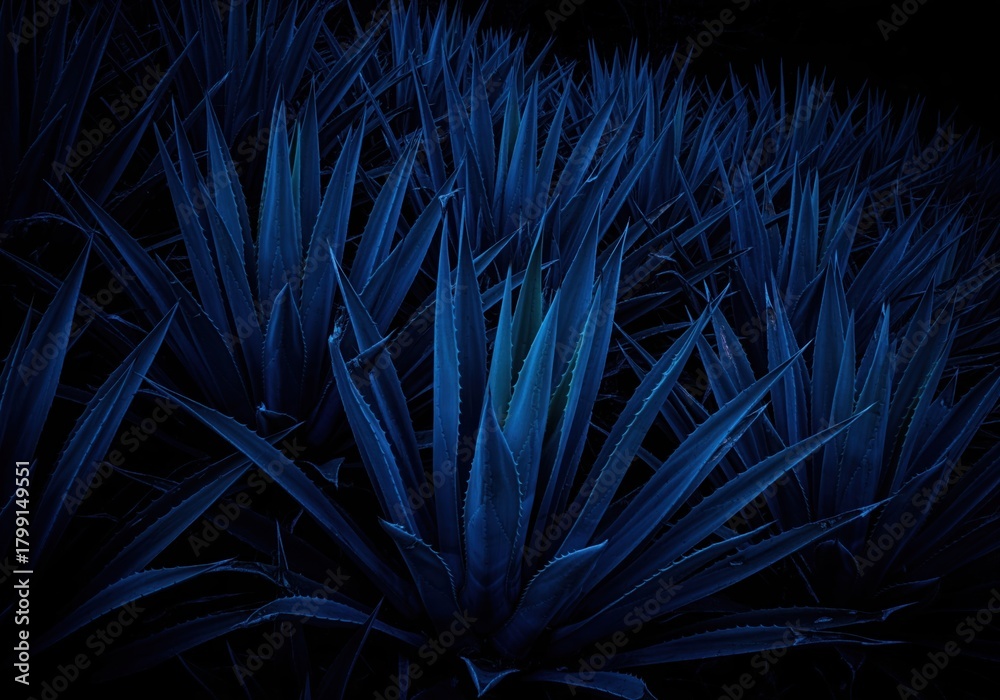 Obraz premium Deep blue agave plants in a dense field creating a dramatic and mysterious texture