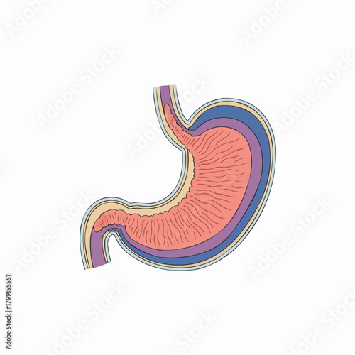 Anatomical Cross-Section of the Stomach Wall