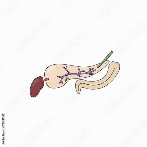 Anatomy of the Pancreas and Associated Structures
