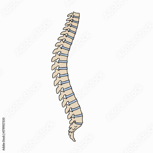 Human Spine