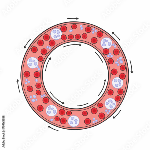 Blood Vessel Cross-Section
