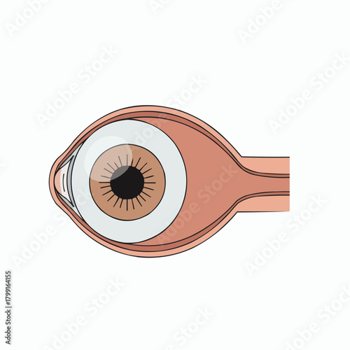 Eye Anatomy