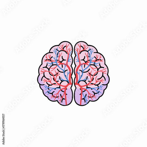 Brain Vasculature