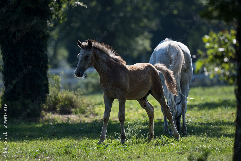 Fototapeta premium The Lipizzaners in the wild in Slovenia