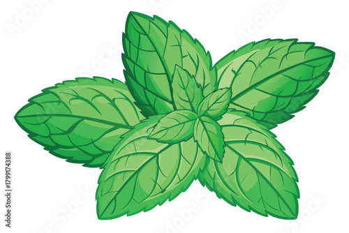 Fresh spearmint leaves showing bright green color and detailed veins create a refreshing herb