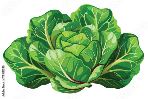 The whole green cabbage with detailed leaves presents a fresh and vibrant appearance