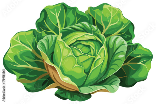 A art illustration features a fresh green head of cabbage in vibrant detail
