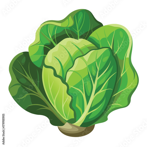 A single green cabbage with layered leaves sits firmly on its base