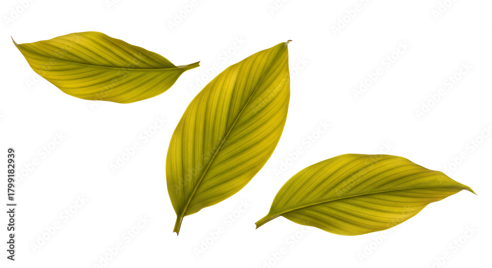 Obraz premium Golden Yellow Leaves Nature's Palette of Autumn Colors