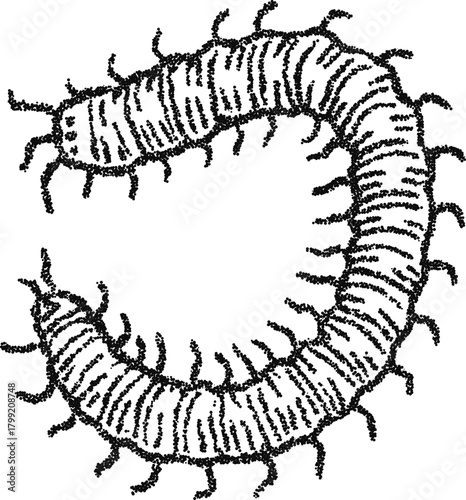 Stipple vector centipede ouroboros illustration, curled insect engraving for occult symbol, tattoo or horror design
