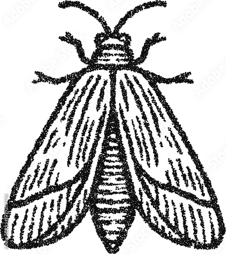 Stipple vector moth illustration top view, vintage insect engraving for entomology, occult symbol, tattoo or logo design
