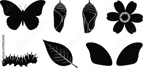 Butterfly life cycle stages vector illustration with caterpillar, chrysalis, leaf, and flower silhouette elements 
