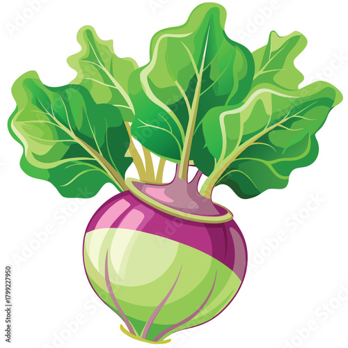 Fresh kohlrabi with vibrant green leaves presents a naturally wholesome organic harvest