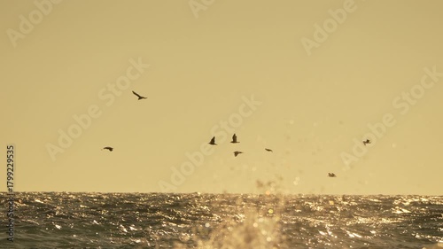 Seagulls flying ocean, golden sunset over sparkling sea waves, nature landscape