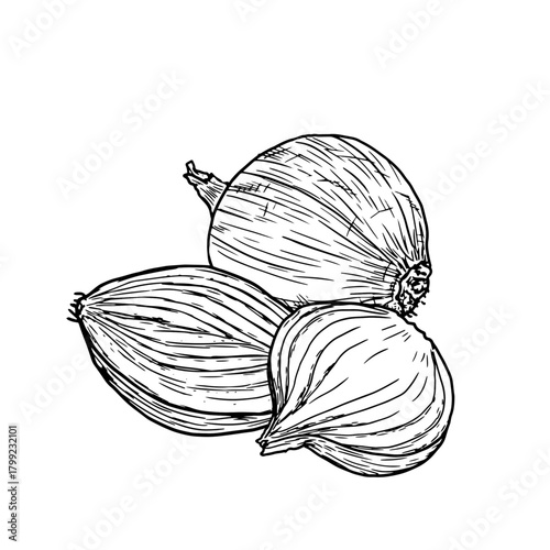 Onion, whole and sliced into rings and slices, sketch. Vector illustration. Farm vegetables and spices, isolated on white background. For recipes, menus, for printing on banners and cookbooks, textile
