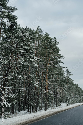 Winter Road Through a Snow-Covered Pine Forest on an Overcast Day