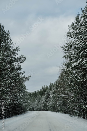 A Quiet Winter Road Through Snow-Laden Pines