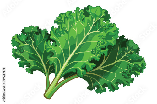 Fresh green leaves of curly kale, a nutrient rich superfood, are shown in vibrant detail