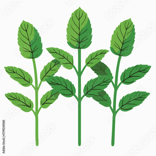 Peppermint Fresh Leaves