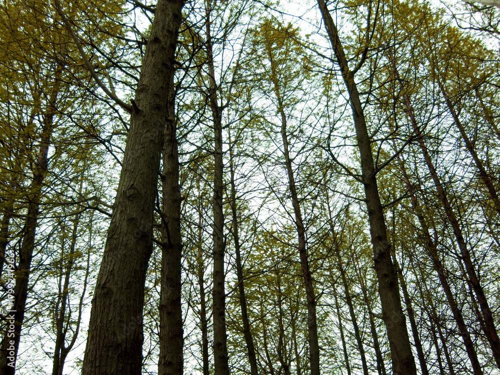 Fototapeta premium tall trees in the forest