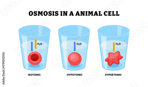 Osmosis in a animal cell diagram poster. Labeled isotonic, hypotonic, hypertonic solution. Experiment red blood cells in beakers. Shriveled, lysed, normal. Biology education flat vector illustration.