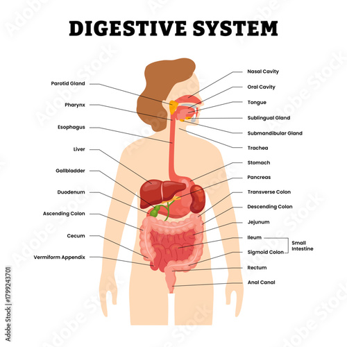 Set of human digestive system objects element clip art set collection. Human internal organ parts. Labeled spleen, liver, gallbladder, large, small, intestine, stomach, pancreas. Flat illustration