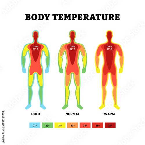 Body temperature and thermoregulation. Labeled cold, normal, warm or hot, core. Hyperthermia. Body heat map. Human silhouette with warmth spectrum. Flat vector illustration.