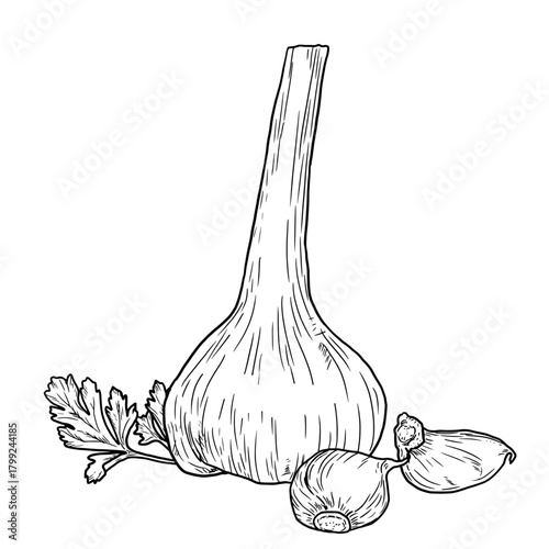Papier peint Garlic bulb and garlic cloves, sketch