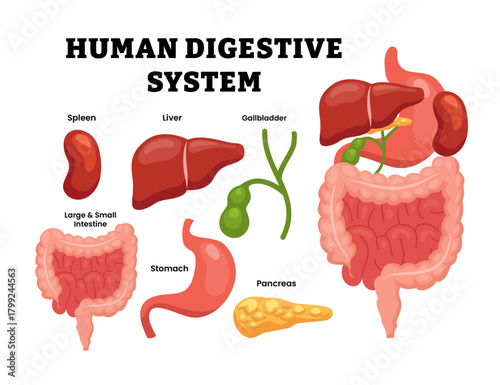 Set of human digestive system objects element clip art set collection. Human internal organ parts. Labeled spleen, liver, gallbladder, large, small, intestine, stomach, pancreas. Flat illustration