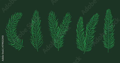 Various pine branches, natural forest pine, subtle decoration for greeting card, winter, christmas