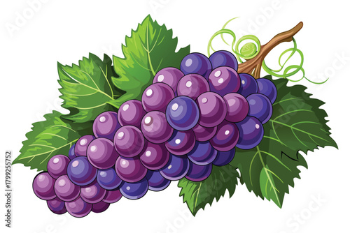 Lush purple grapes cluster hanging with vibrant green leaves and vine branch looks absolutely delectable