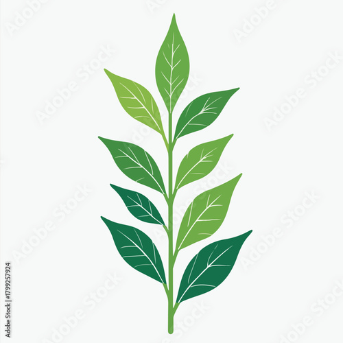 Cat’s Whiskers Leaf