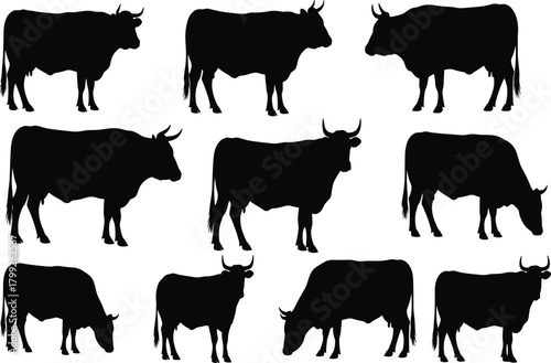 Collection of black cattle silhouettes, including cow and bull. Vector set for farm, agriculture, livestock, or beef industry design.