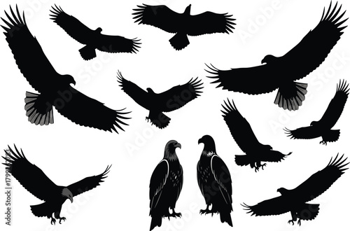 Set of eagle silhouettes in various flying and standing poses. Vector collection of isolated bird of prey graphics.