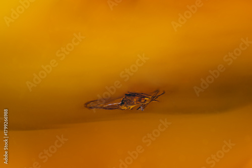 Prehistoric insect trapped in a piece of amber.
