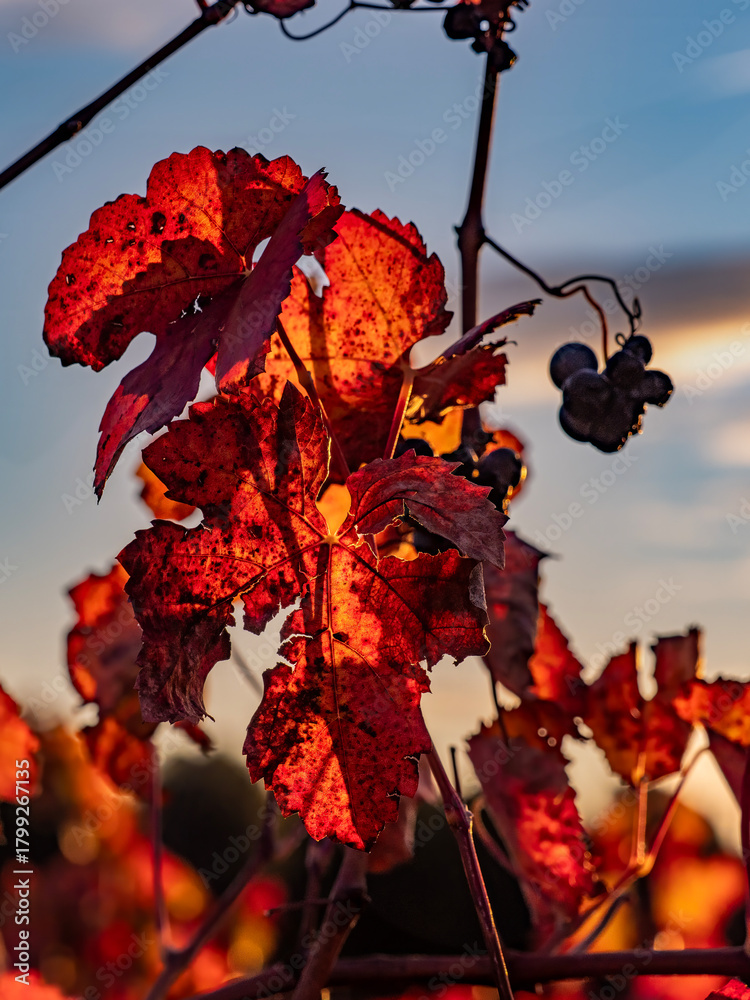 Naklejka premium Vineyards photographed at dawn in autumn