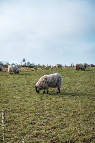 Flock of sheep grazing in green pasture