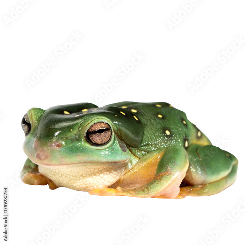 Green Frog Isolated on White Background