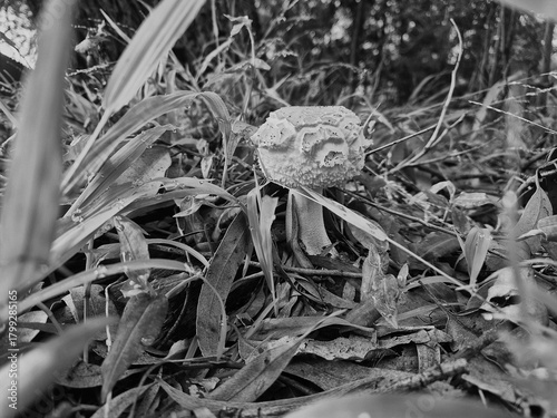 Black and white photo of a singular toadstool grows in the wild amongst grass and leaf mulch