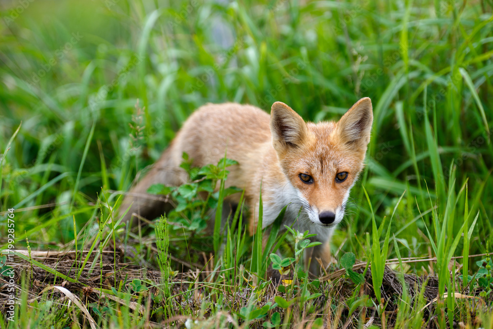 Fototapeta premium 北海道の草むらに現れたキタキツネ（Vulpes vulpes schrencki） ― 野生動物の生態と自然環境の記録写真